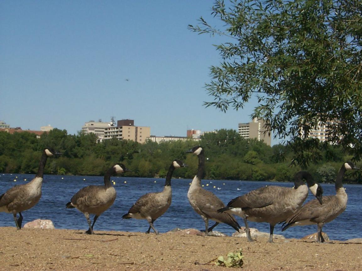 They really do have real Canada Wild Geese in Canada! 