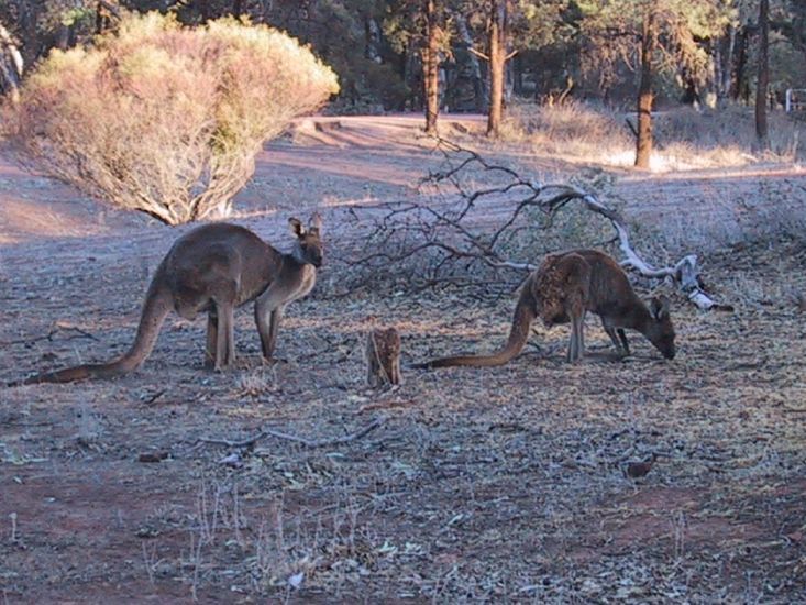 Kangaroo family at dawn in  Flinders Ranges National Park, South Australia