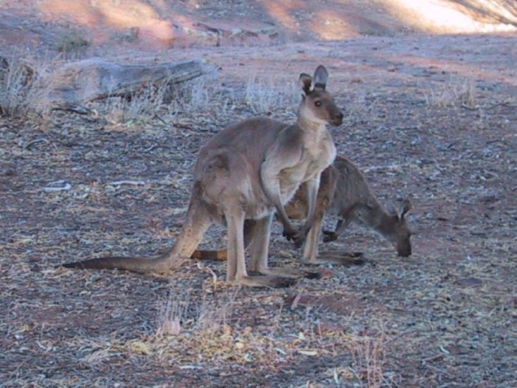 Kangaroo couple at dawn in Flinders Ranges National Park, South Australia