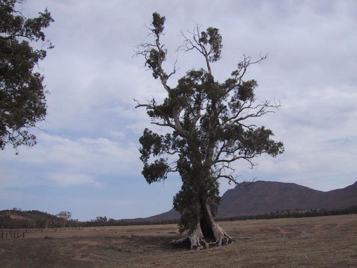 And it is still there! Cazneaux Tree in Flinders Ranges National Park, South Australia