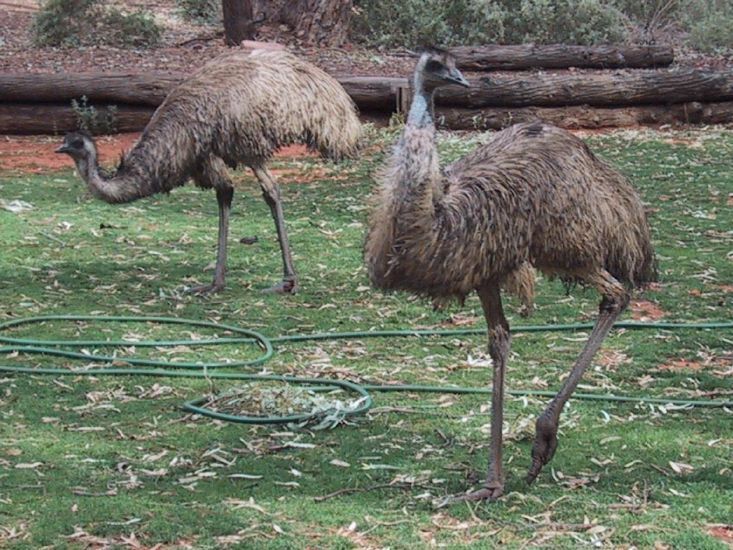 Two emu just outside our front door in Flinders Ranges National Park, South Australia