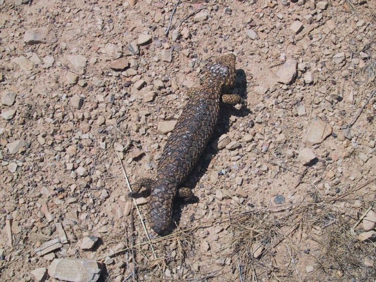 Lizzard in South Australia